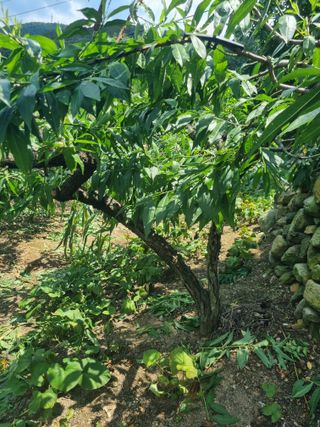 김용대님의 자유주제 · 자유게시판 작성글 사진