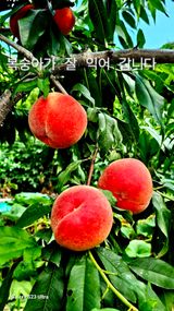 팜모닝 자유주제·자유게시판 게시글 이미지