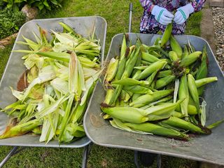 홍천산채농원님의 자유주제 · 자유게시판 작성글 사진
