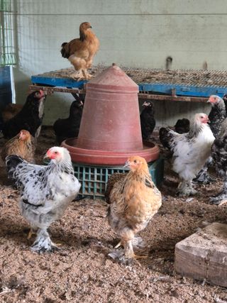 천운산님의 자유주제 · 자유게시판 작성글 사진