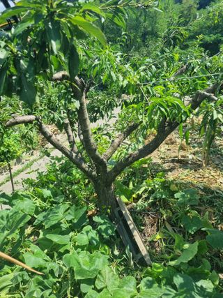 김용대님의 자유주제 · 자유게시판 작성글 사진