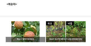 엔피코뉴스님의 자유주제 · 자유게시판 작성글 사진