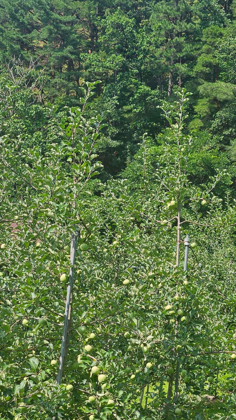 김둘점님의 장터 판매 상품 [미르퀸10L] 첨부 사진