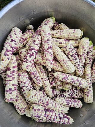 홍천산채농원님의 자유주제 · 자유게시판 작성글 사진