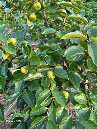 이세순님의 자유주제 · 자유게시판 작성글 사진