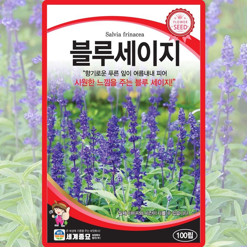 장터 상품 [블루세이지 씨앗 100립 종자 5봉 구매시+랜덤씨앗 1개 증정] 썸네일