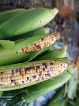 팜모닝 자유주제·자유게시판 게시글 이미지