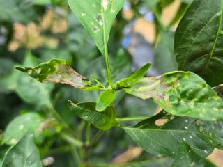 들꽃농장님의 자유주제 · 자유게시판 작성글 사진