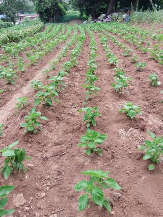 정금천님의 자유주제 · 자유게시판 작성글 사진