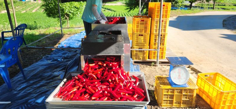 장터 상품 [고춧가루500g] 썸네일