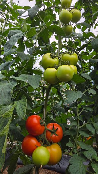 인제 돈키호테님의 작성글 사진