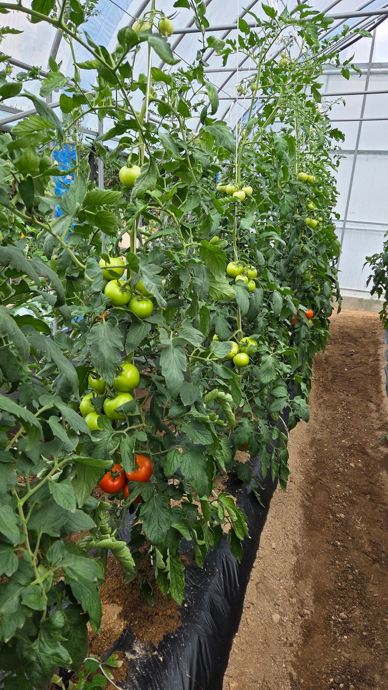 인제 돈키호테님의 장터 판매 상품 [ 토마토 5kg ] 첨부 사진