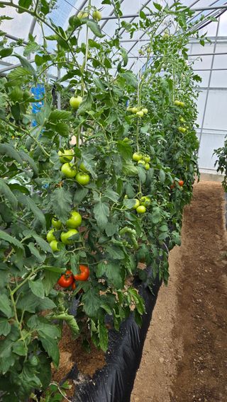 인제 돈키호테님의 작성글 사진