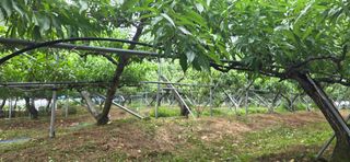 달맛햇복숭아농원님의 자유주제 · 자유게시판 작성글 사진