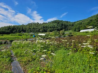 홍천산채농원님의 자유주제 · 자유게시판 작성글 사진
