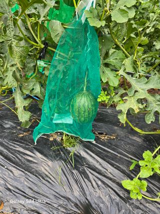 권오군님의 작성글 사진