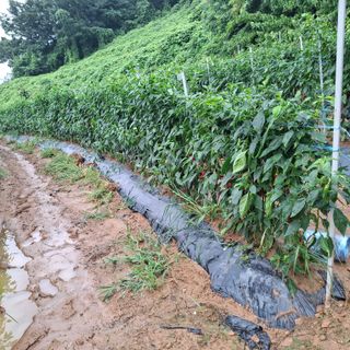 오영도님의 자유주제 · 자유게시판 작성글 사진