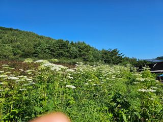 홍천산채농원님의 자유주제 · 자유게시판 작성글 사진