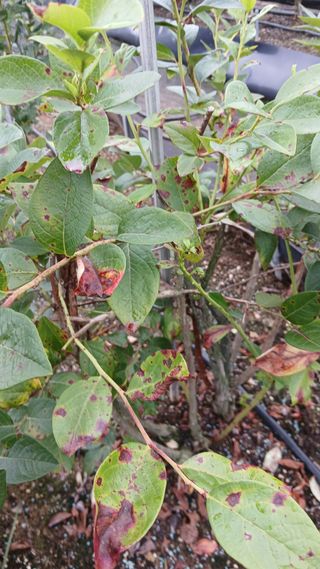 초보텃밭님의 자유주제 · 자유게시판 작성글 사진