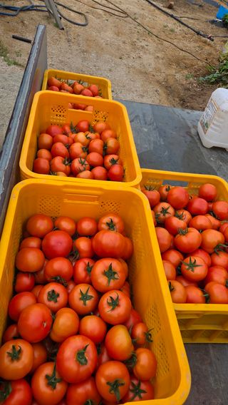 인제 돈키호테님의 작성글 사진