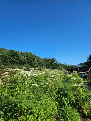 홍천산채농원님의 자유주제 · 자유게시판 작성글 사진