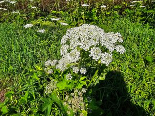 홍천산채농원님의 자유주제 · 자유게시판 작성글 사진
