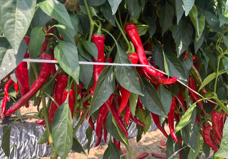 김재우님의 장터 판매 상품 [25년 고춧가루-판매완료-] 첨부 사진