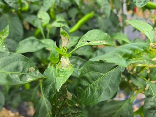 들꽃농장님의 자유주제 · 자유게시판 작성글 사진