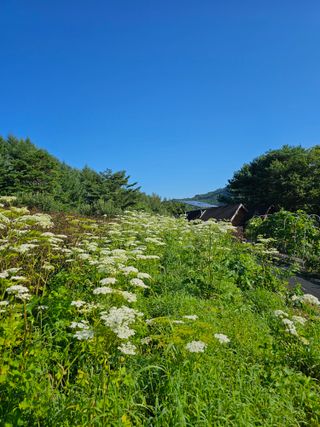 홍천산채농원님의 자유주제 · 자유게시판 작성글 사진