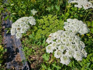 홍천산채농원님의 자유주제 · 자유게시판 작성글 사진