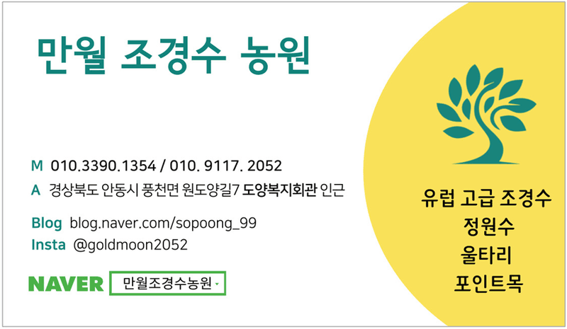 권영섭님의 장터 판매 상품 [서양측백, 킹오브브라반트 2m] 첨부 사진