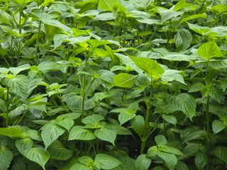 고추농사 정 미라님의 자유주제 · 자유게시판 작성글 사진