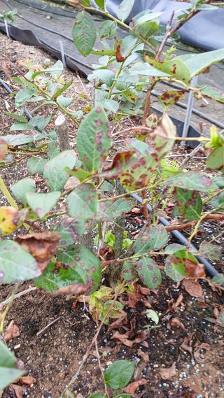 초보텃밭님의 자유주제 · 자유게시판 작성글 사진