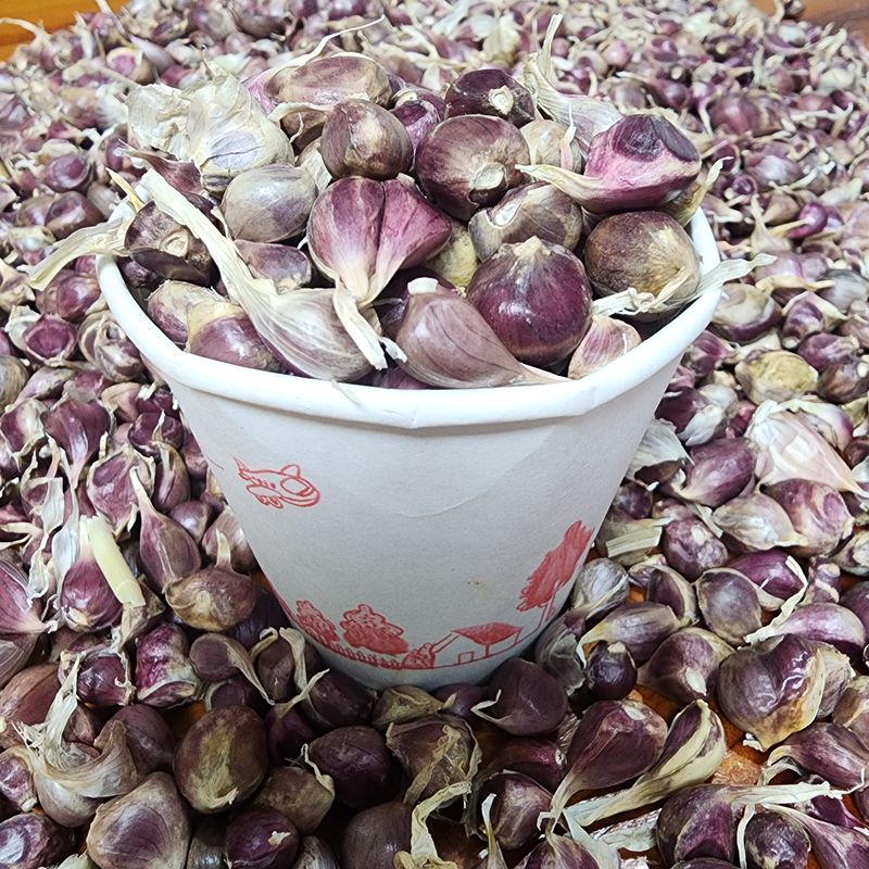 박동현님의 장터 판매 상품 [단영/홍산마늘 주아 판매 ] 첨부 사진