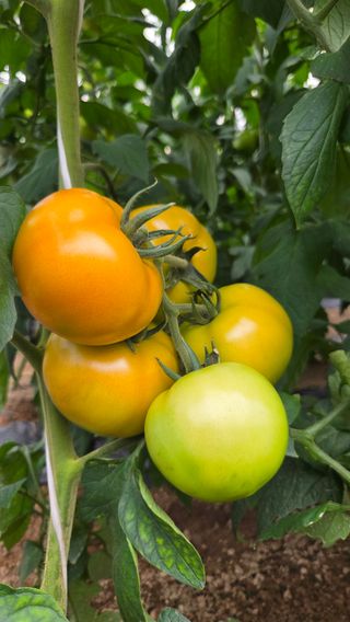 인제 돈키호테님의 작성글 사진