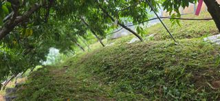 달맛햇복숭아농원님의 자유주제 · 자유게시판 작성글 사진