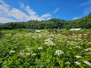 홍천산채농원님의 자유주제 · 자유게시판 작성글 사진