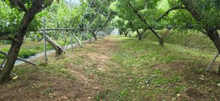 달맛햇복숭아농원님의 자유주제 · 자유게시판 작성글 사진