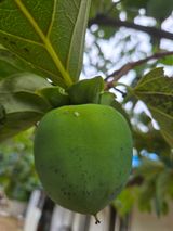 팜모닝 감·자유게시판 게시글 이미지