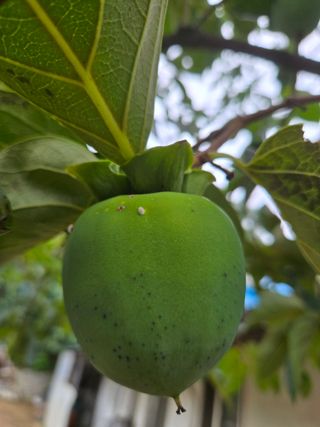 김동규님의 감 · 자유게시판 작성글 사진