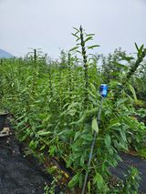 팜모닝 농사, 무엇이든 물어보세요!·참여글 게시글 이미지