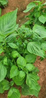 팜모닝 농사, 무엇이든 물어보세요!·참여글 게시글 이미지