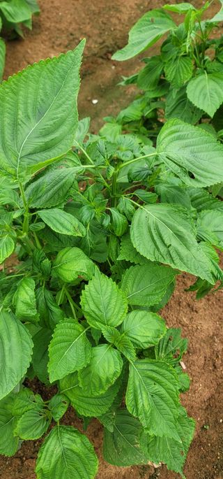 육우진님의 농사, 무엇이든 물어보세요! · 참여글 작성글 사진