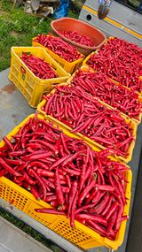 팜모닝 자유주제·자유게시판 게시글 이미지