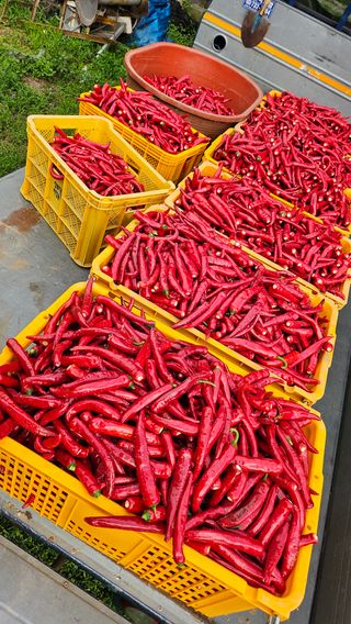 변영수 님의 자유주제 · 자유게시판 작성글 사진