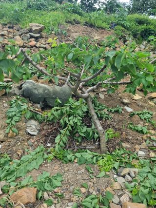 김용대님의 자유주제 · 자유게시판 작성글 사진