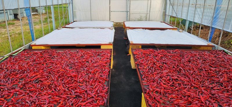 작두콩님의 장터 판매 상품 [고춧가루500g] 첨부 사진