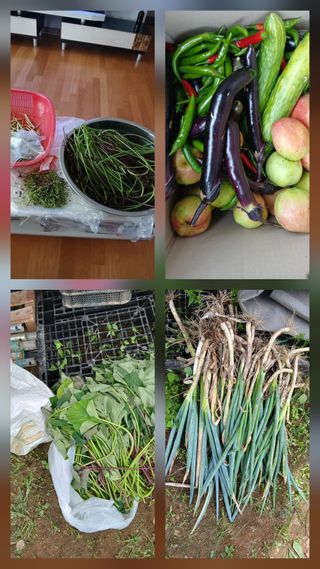 향양농장 사랑합니다님의 감 · 자유게시판 작성글 사진