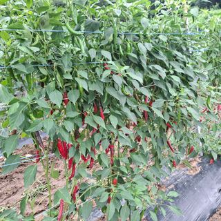 오영도님의 자유주제 · 자유게시판 작성글 사진