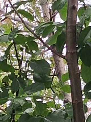 맞춤포도 드론방제님의 자유주제 · 자유게시판 작성글 사진